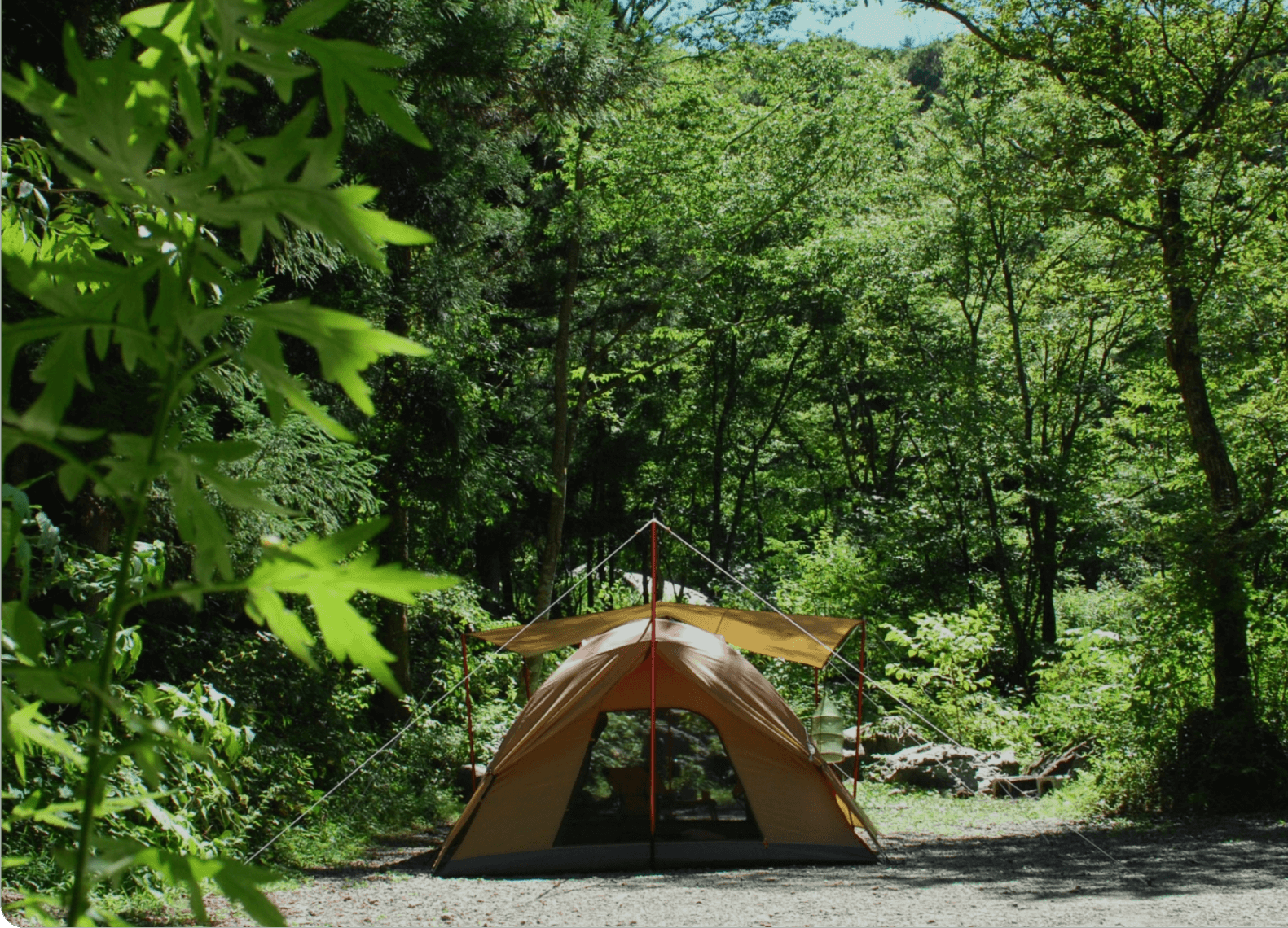 木が生い茂るキャンプ場に佇む茶色いテント